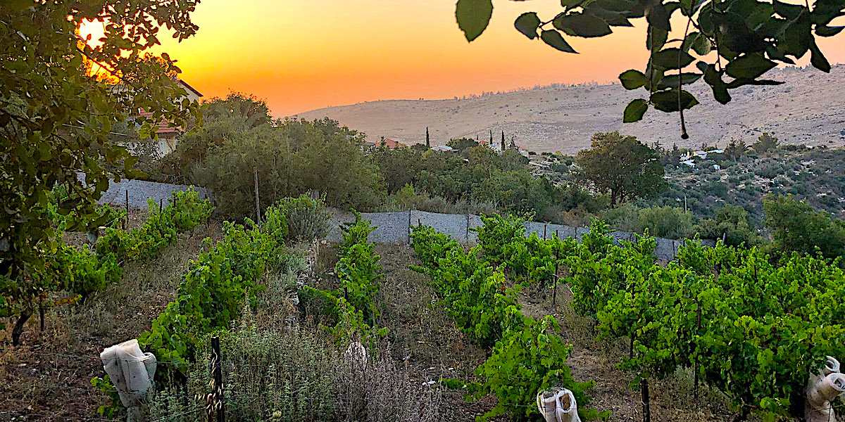 Il sorprendente vino di Israele Morashà